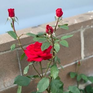 Meet your Posher, Lucia